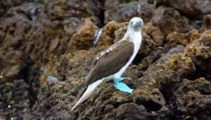 Blue Footed Booby. Marietas Islands.