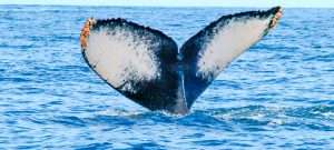 Humpback whale tail in Vallarta, Mexico.