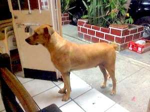 Scooby Doo. Vallarta.