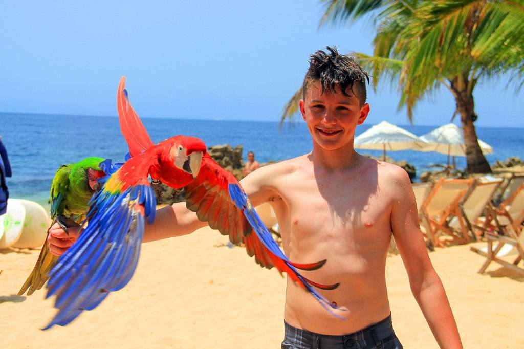 Military Macaw at La Caletas, Vallarta, Mexico