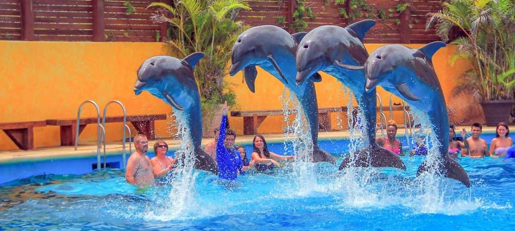 Dolphins in Vallarta.