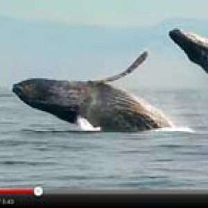 Whale Watching in Vallarta.