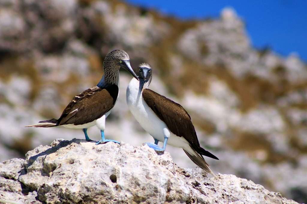 Blue Footed Boobies at Las Marientas, Puerto Vallarta.