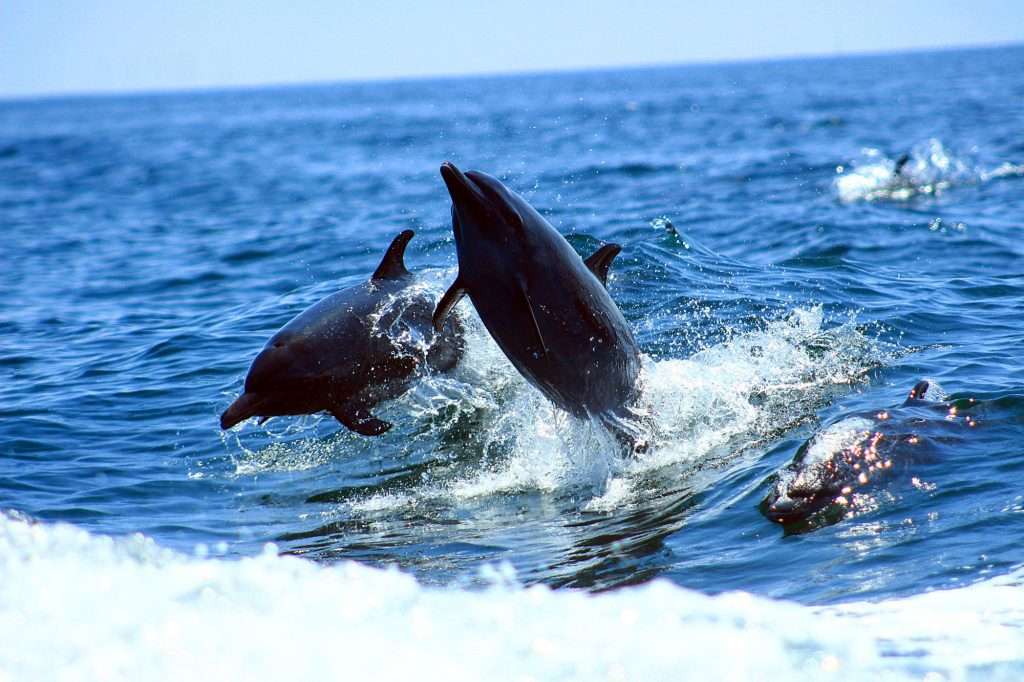Dolphins in Banderas Bay, Vallarta.