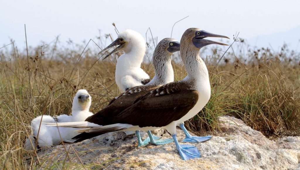 Blue Footed Booby,Puerto Vallarta.