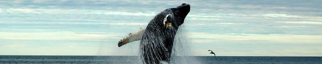 Bay Cruises in Puerto Vallarta.