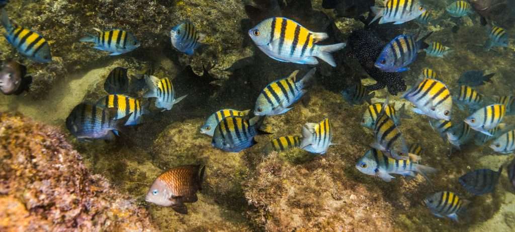 Tropical Fish, Puerto Vallarta.
