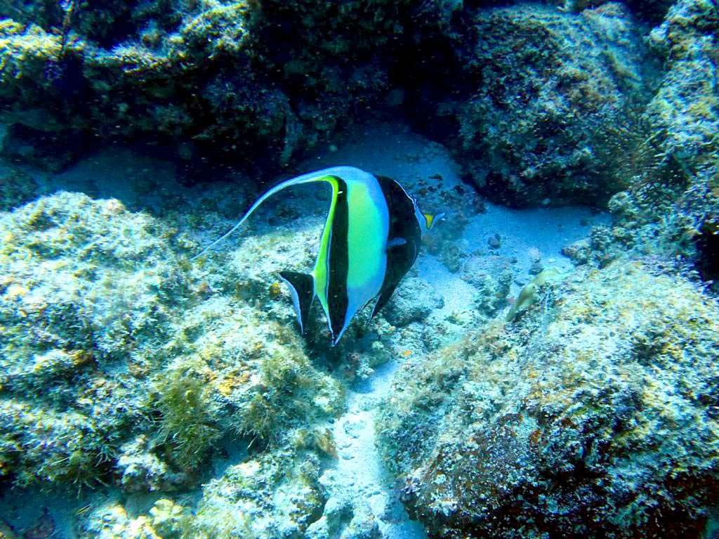 Angel Fish at Vallarta.