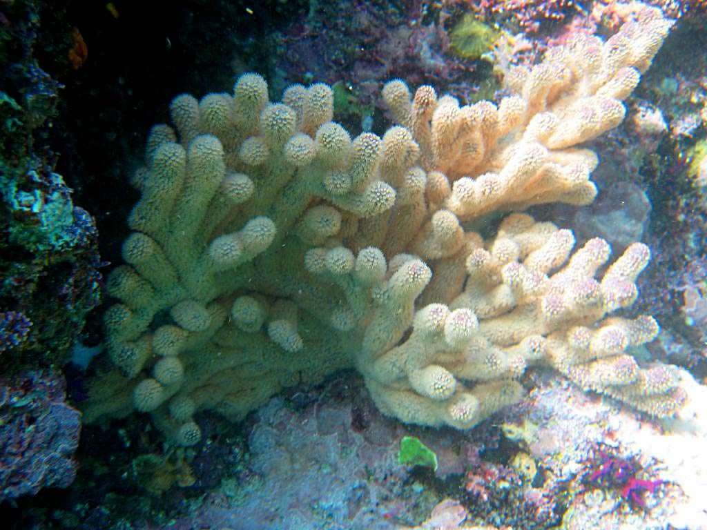 Coral at Las Marietas Islands.