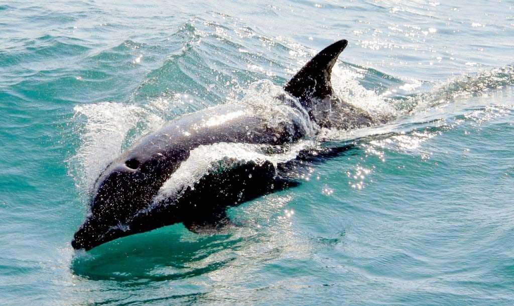 Dolphin at Marietas Islands.