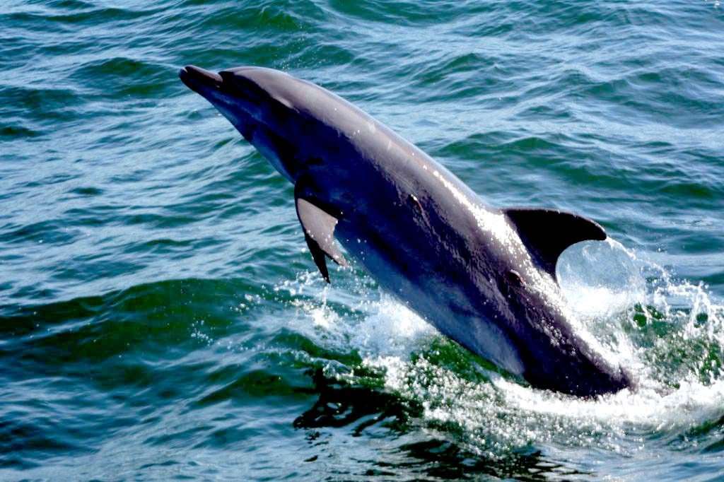 Dolphin jumping in Vallarta, Mexico