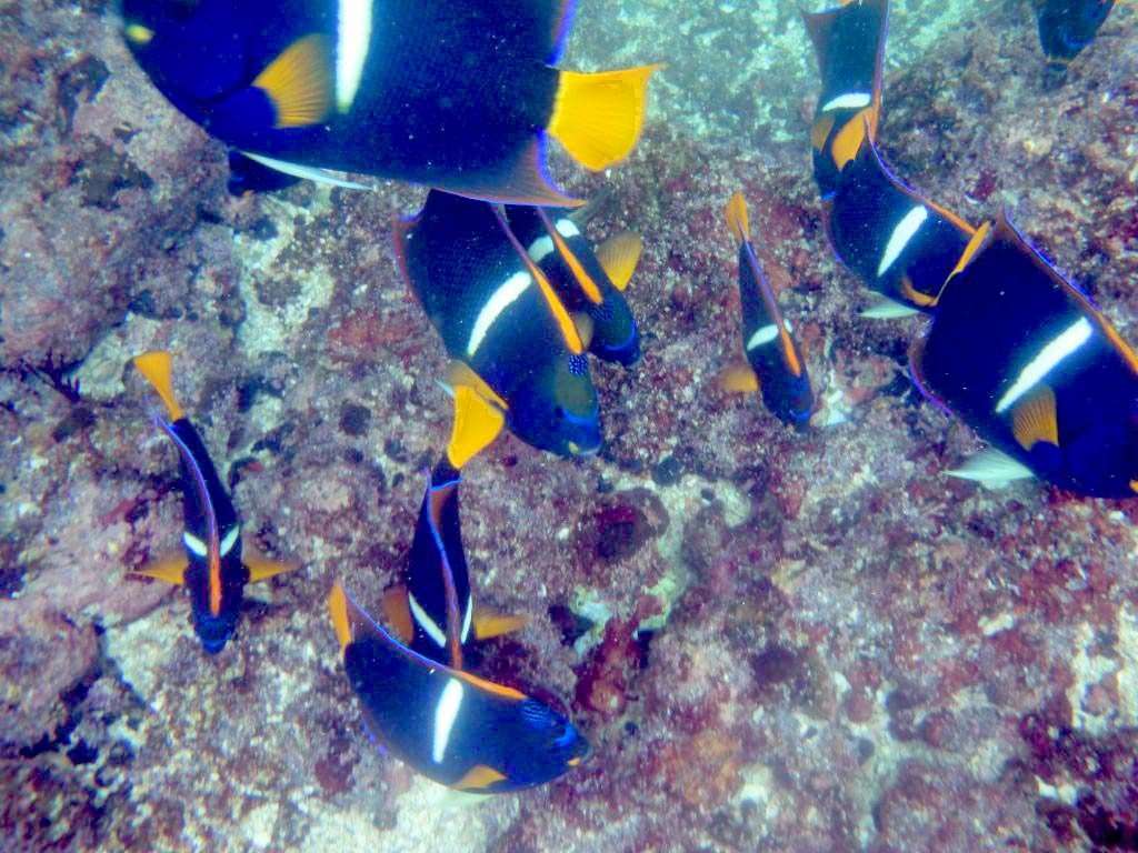 Tropical fish at Puerto Vallarta.