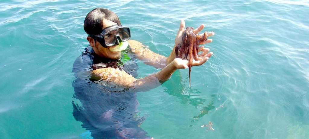 Octopus in Yelapa,Puerto Vallarta.