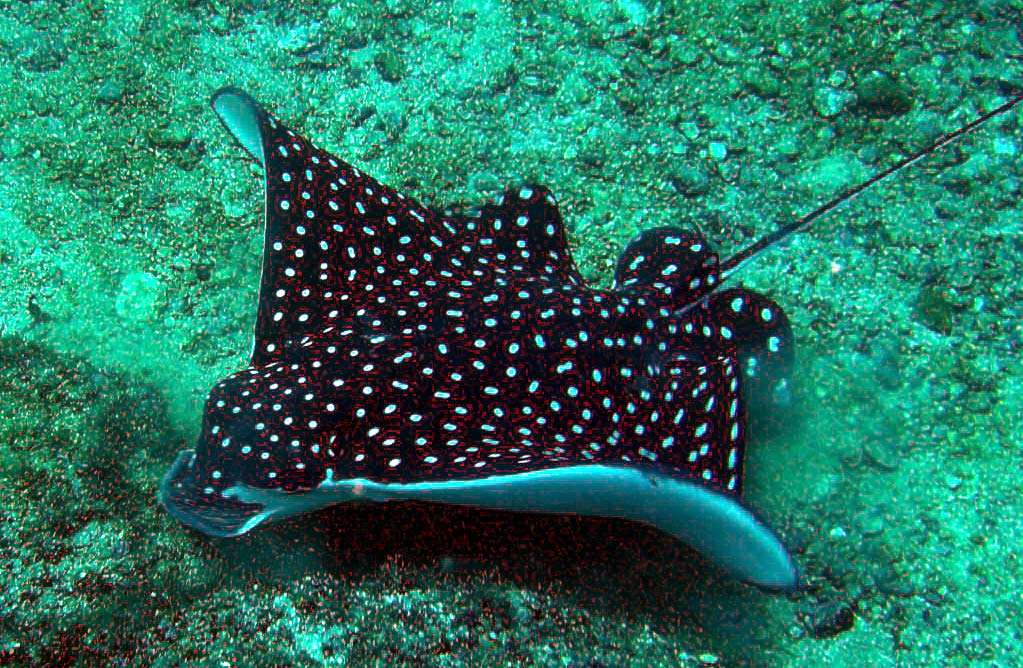 Sea Ray in Puerto Vallarta