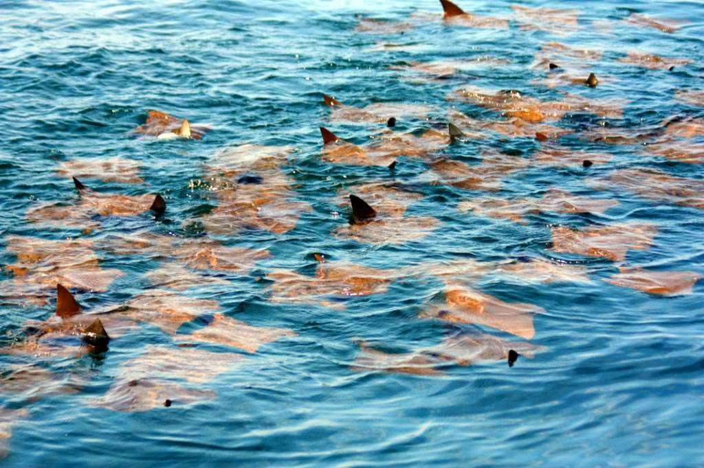 Sea Rays at the Marietas Islands.