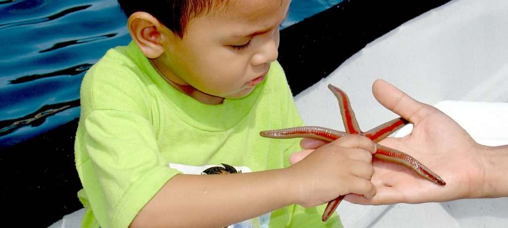 starfish in Vallarta