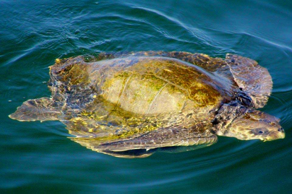 Turtle at Puerto Vallarta.