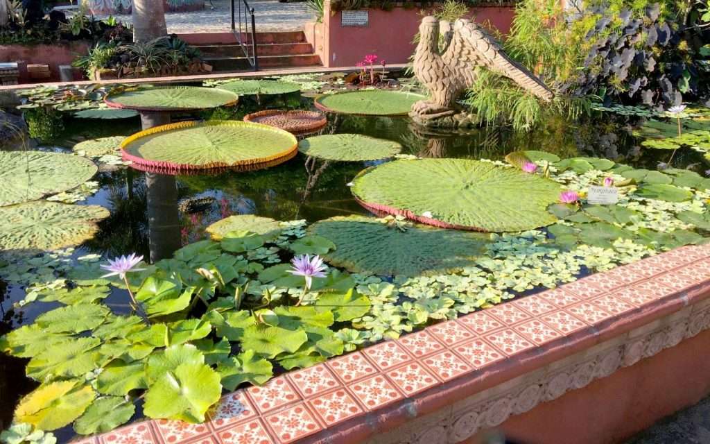 Lily Pond at the Botanical Gardens.