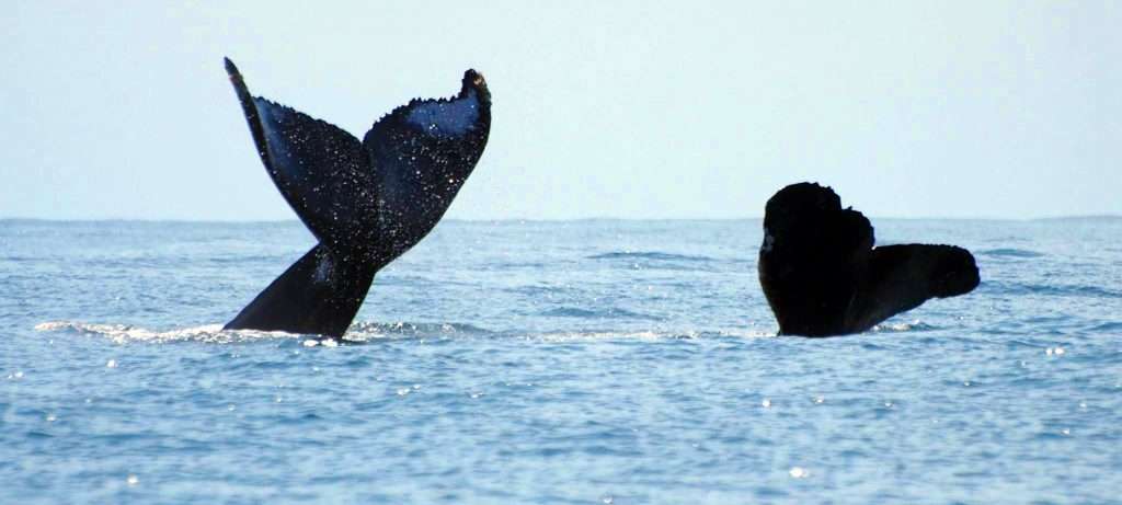 Two whale's Tails in Vallarta, Mexico.