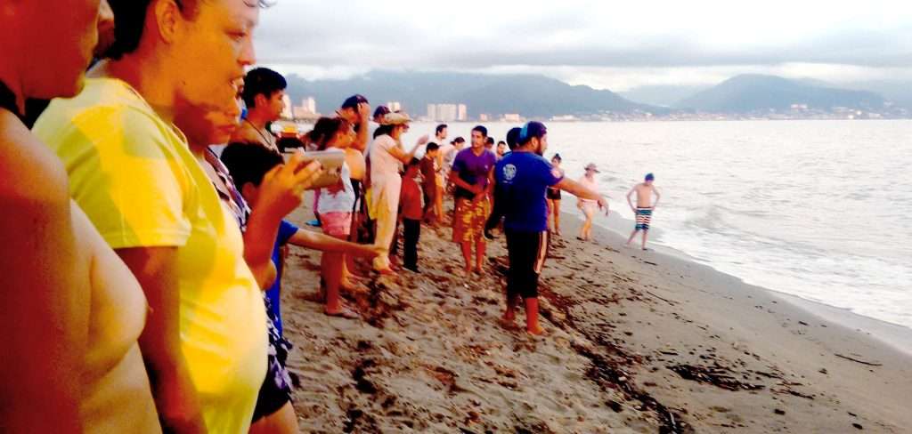 Freeing baby turtles in Puerto Vallarta.