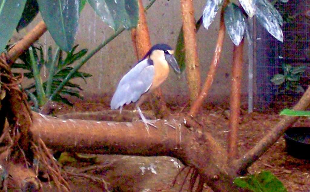 Boat-Bill Heron in Vallarta, Mexico.
