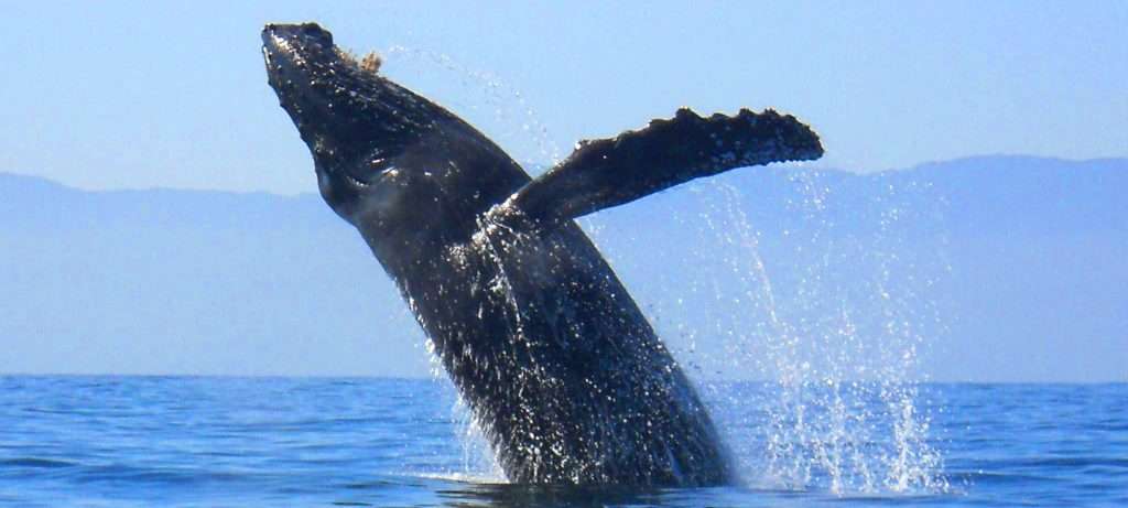 Breaching Humpback Whale in Vallarta.