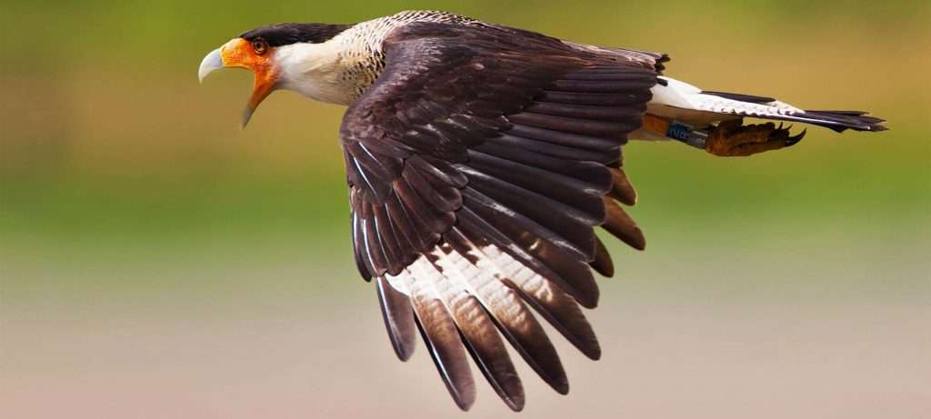 Caracaca Puerto Vallarta.