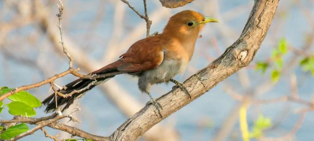 Squirrel Cuckoo in Vallarta.