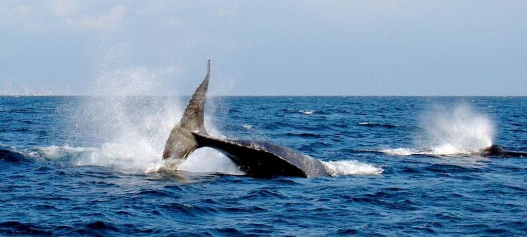 Whale Watching in Vallarta, Mexico.