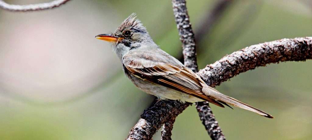 Flycatcher in Vallarta, Mexico.