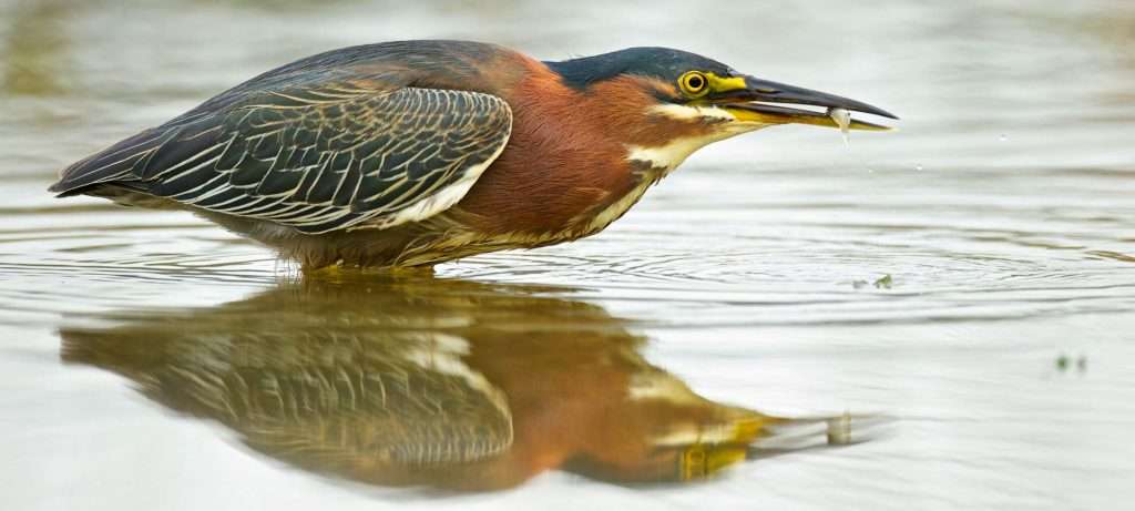 Green Heron in Vallarta, Mexico.