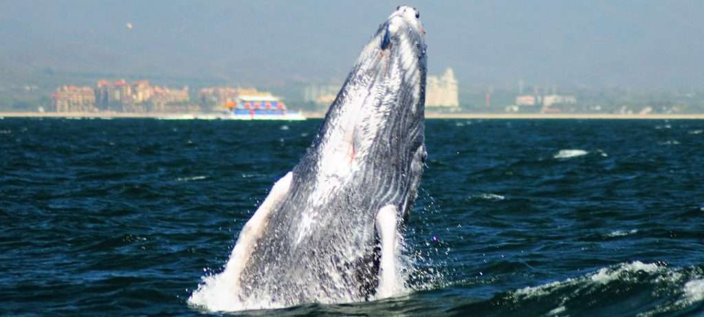 Whale in Banderas Bay, Vallarta, Mexico.