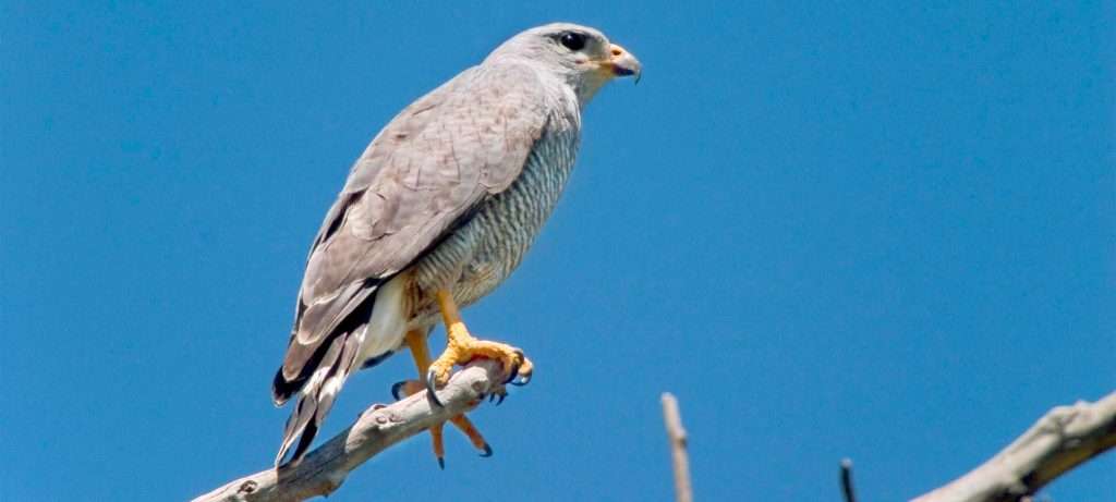 Grey Hawk in Vallarta, Mexico.
