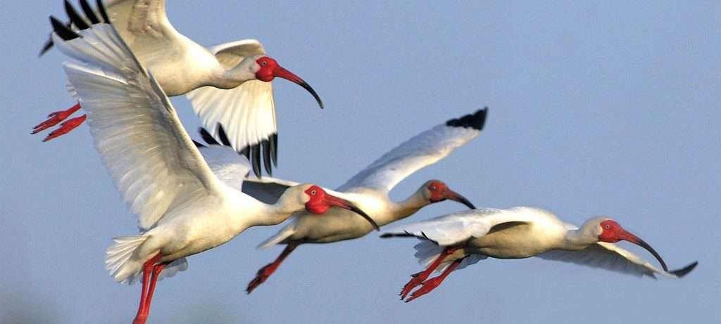 Ibises in Vallarta.