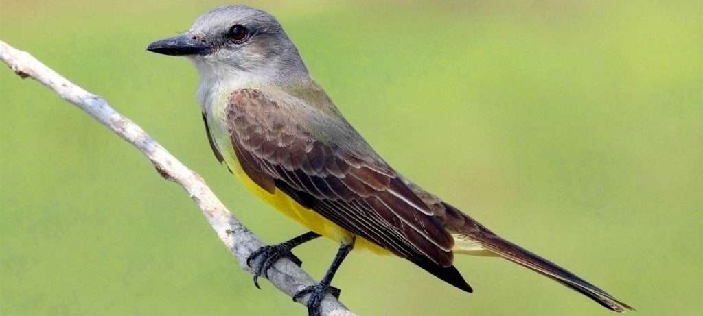 Tropic Kingbird in Vallarta, Mexico.