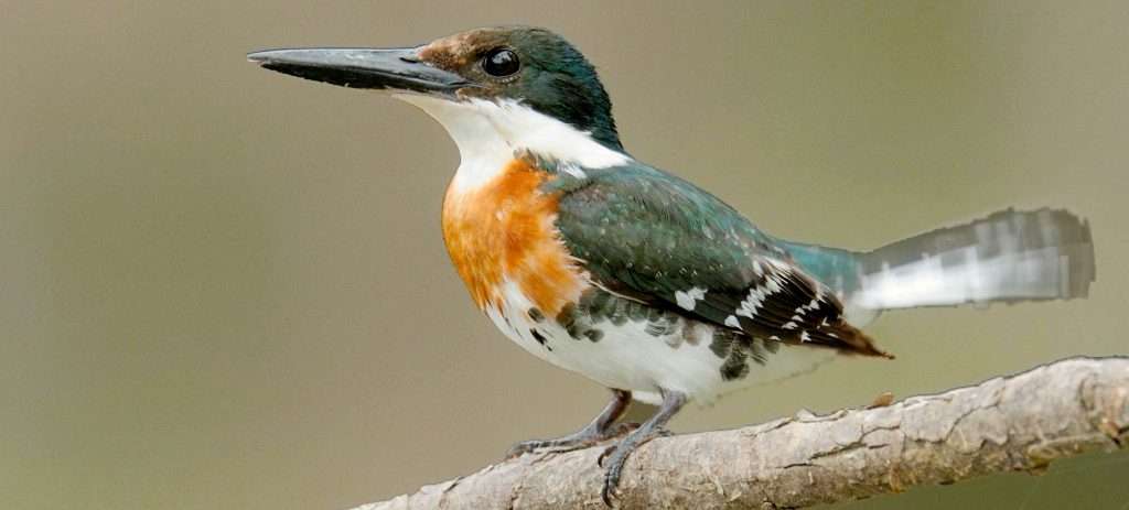 Kingfisher in Vallarta, Mexico.