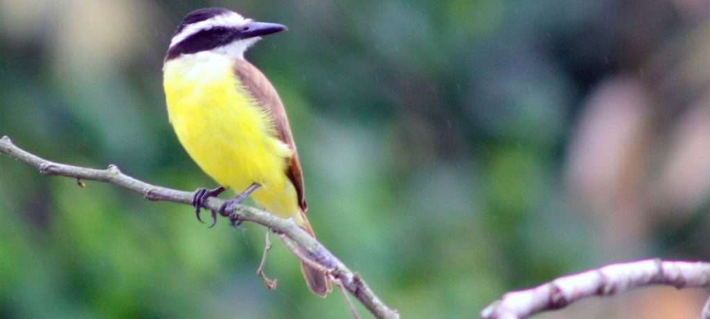 Great Kiskadee in Vallarta, Mexico.
