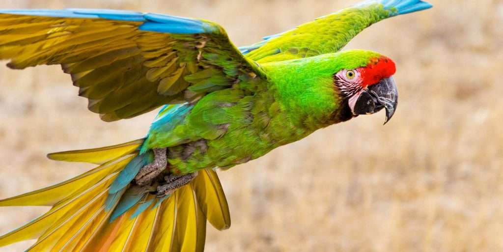 Military Macaw in Puerto Vallarta.