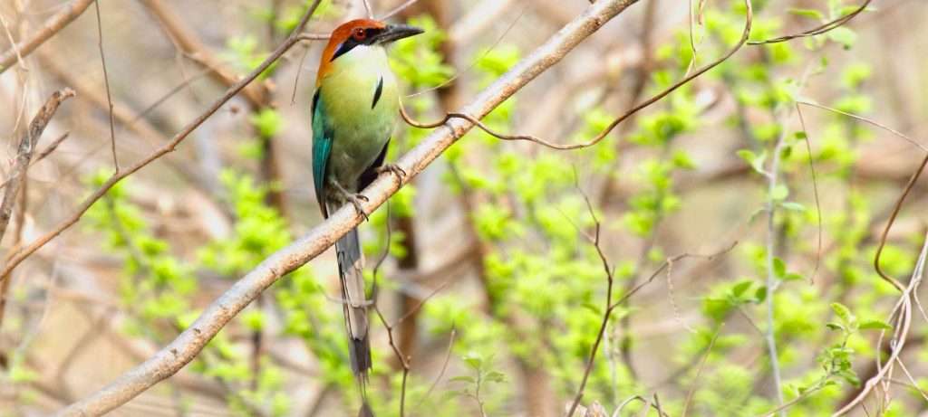 Motmot in PV.