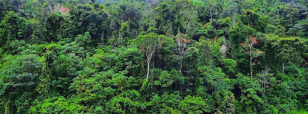 Puerto Vallarta Jungle.
