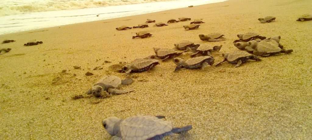 Baby turtles leaving the beach in Vallarta, Mexico.