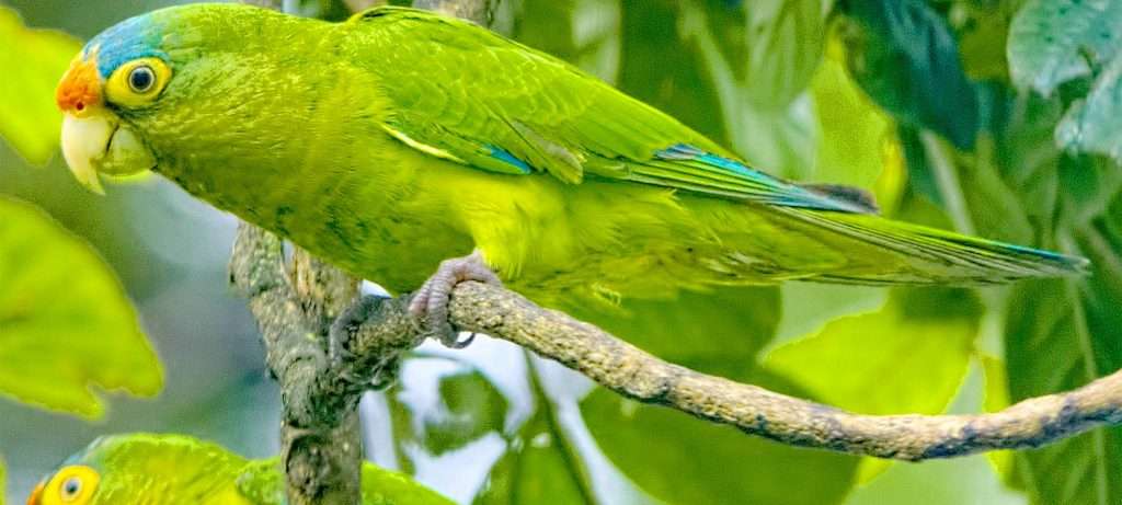 Parakeet in Vallarta.