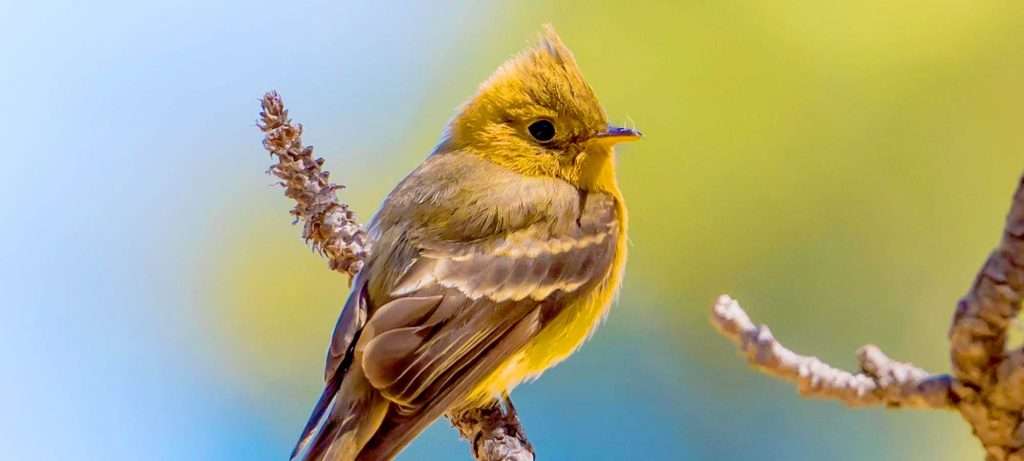 Peewee in Vallarta, Mexico.