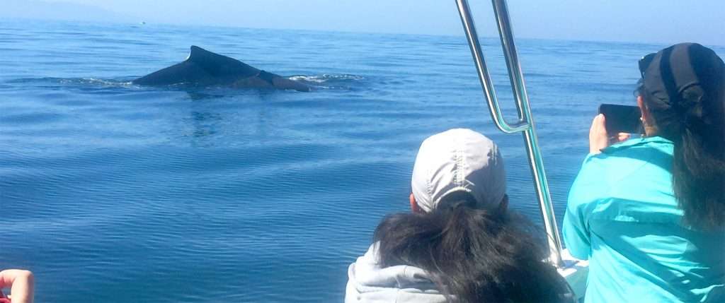 Vallartawhales, whale watching.