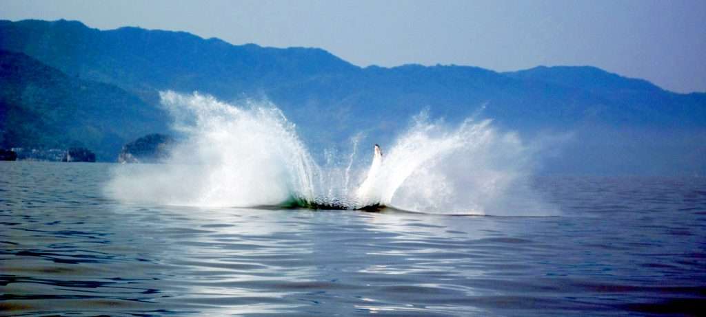 Whale Splash in Vallarta, Mexico.