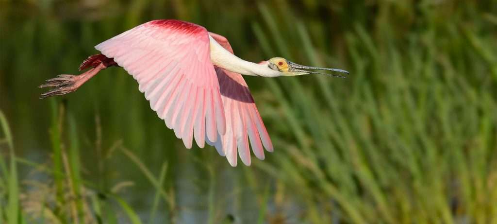 Spoonbill in Puerto Vallarta.