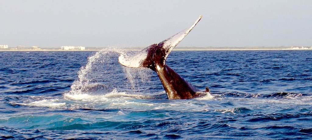 Vallarta whale watching.