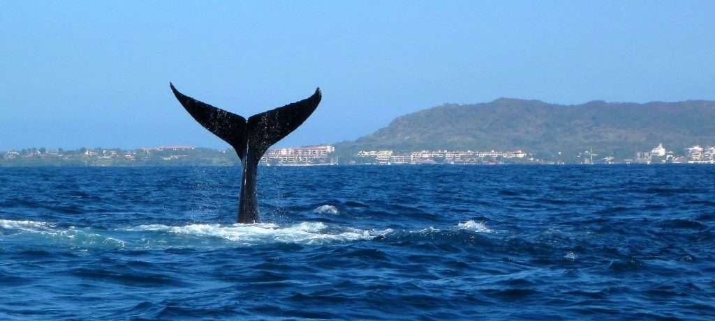 Vallarta Whales tail fin.