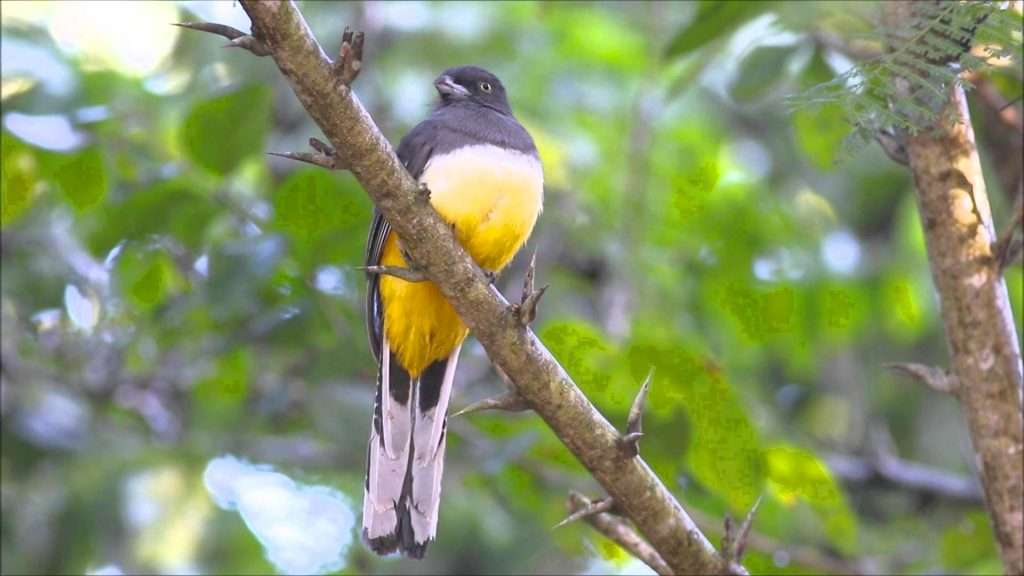 Citreoline Trogon in Vallarta, Mexico.