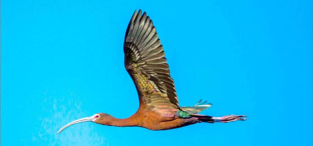 Ibis in Vallarta, Mexico.